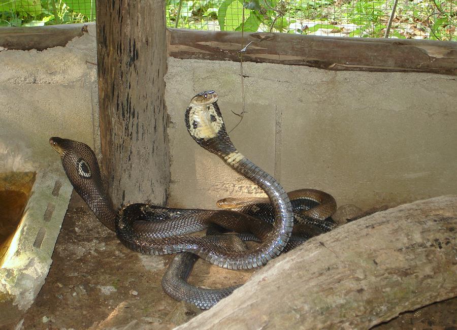 Kobra in Thailand – Snake Farm Mae Rim nahe Chiang Mai
