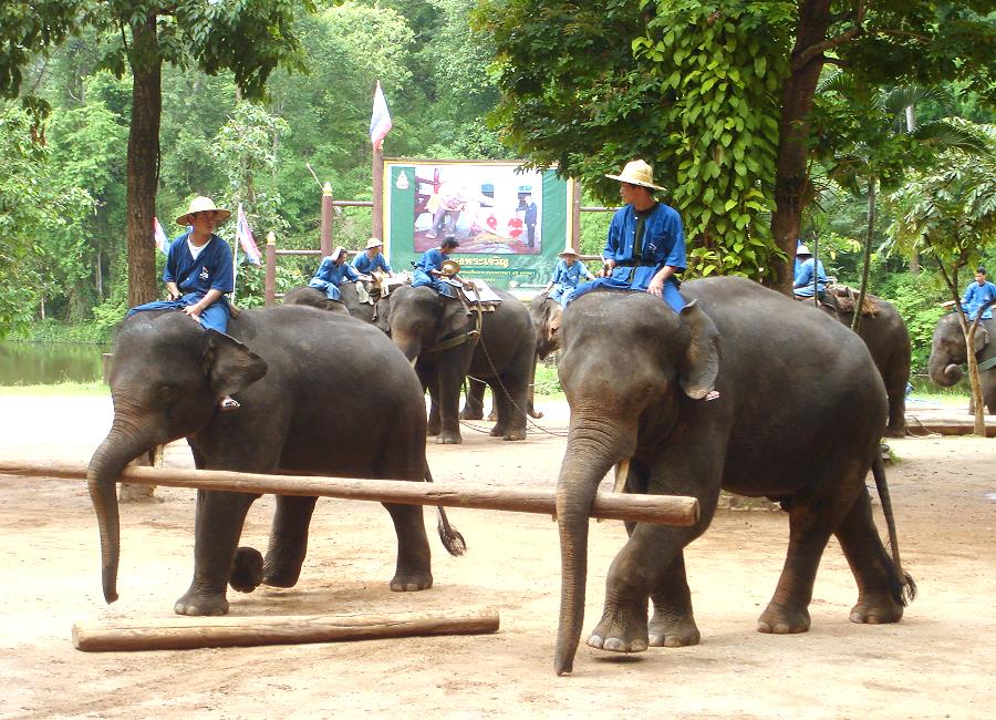 Thai Elephant Conservation Center Lampang