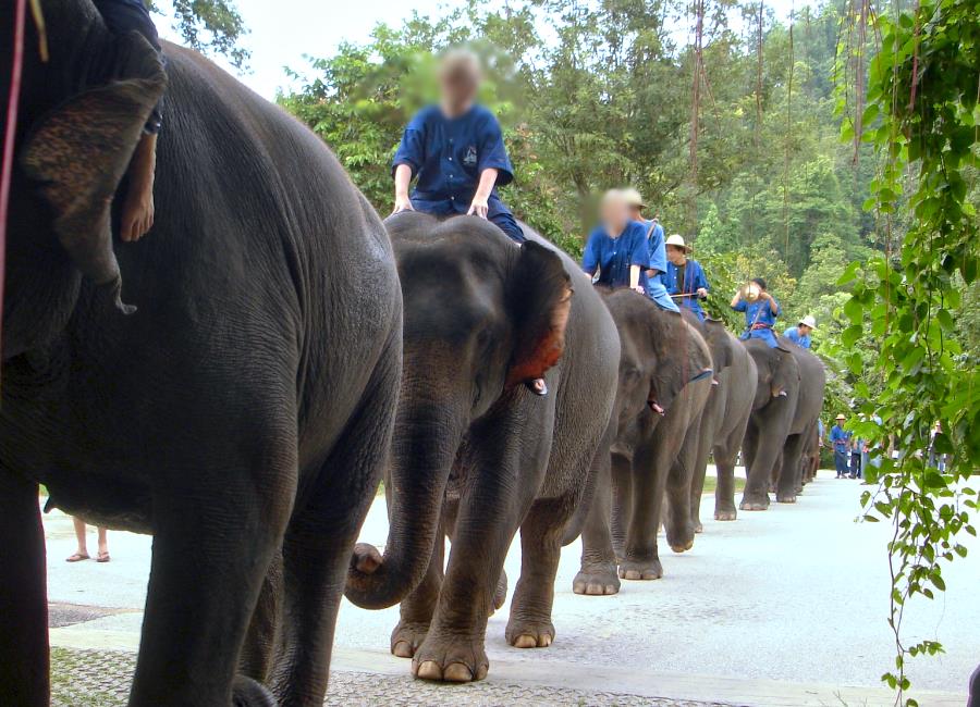 Thai Elephant Conservation Center Lampang