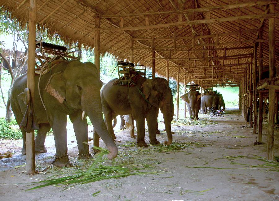 Elefantenstall Thailand Lampang