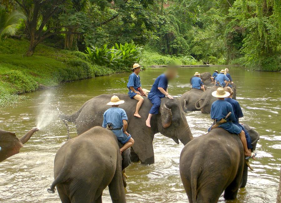 Elefanten baden Thailand