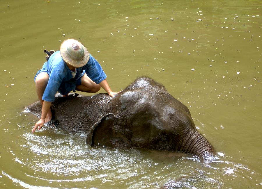 Elefantenbaden Thailand