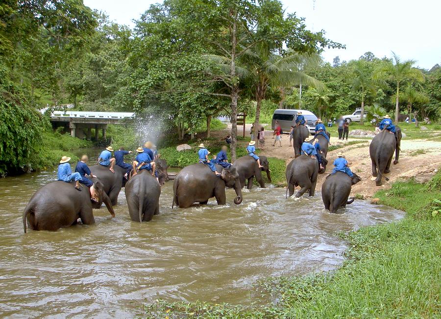 Elefantenbaden Thailand