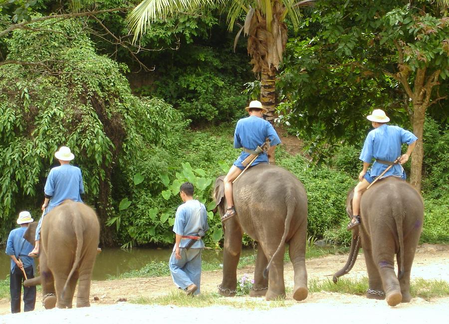 Elefanten Mahout Thailand