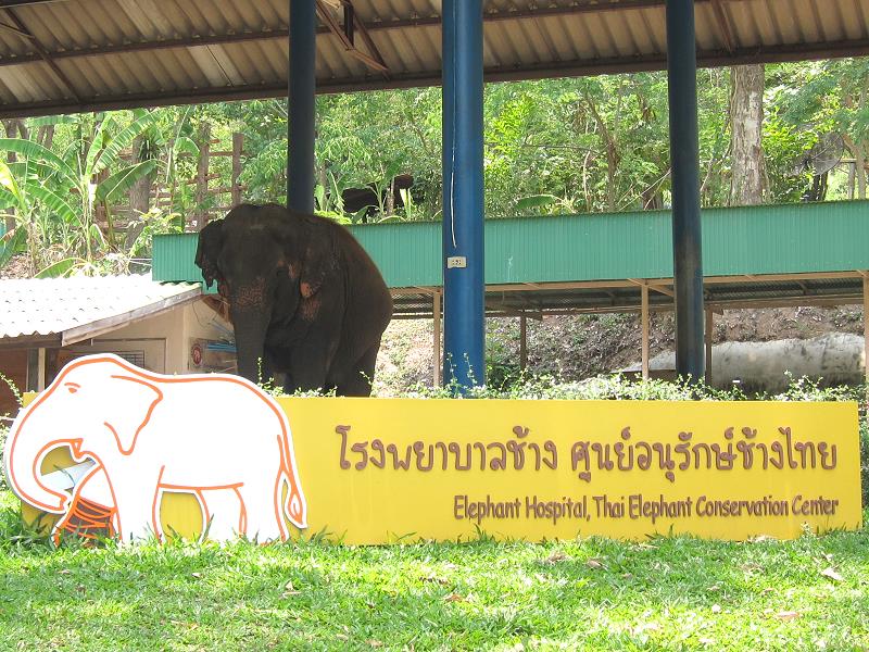 Elefantenkrankenhaus Lampang