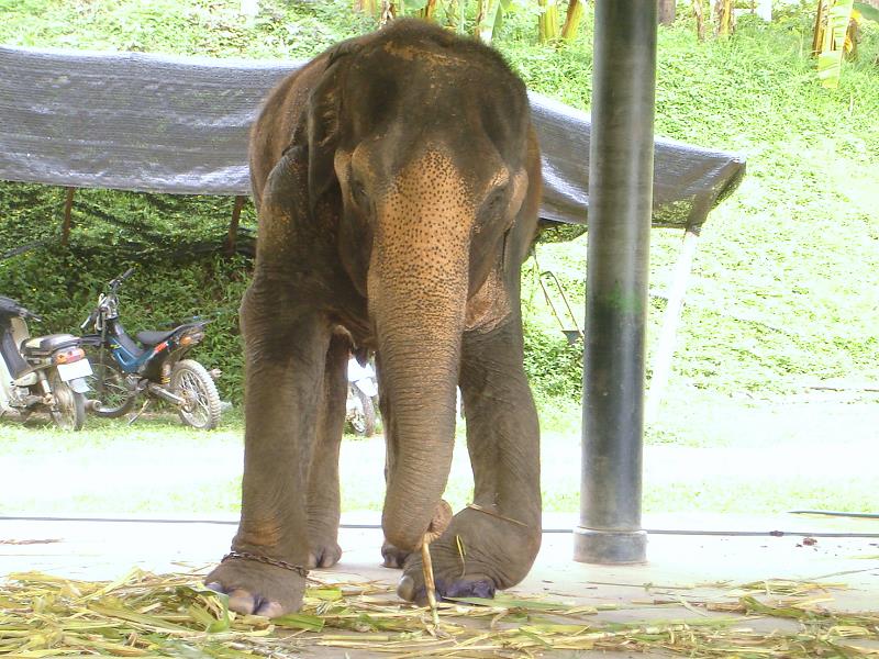 Verletzter Elefant Thailand