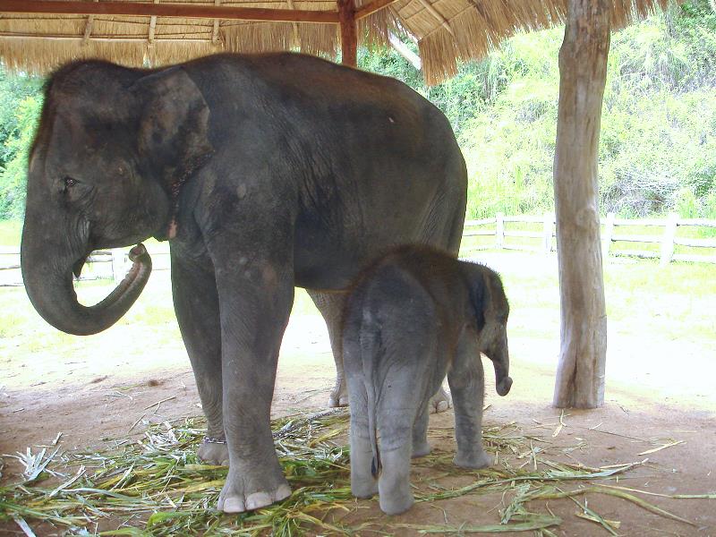 Thai Elephant Conservation Center Lampang