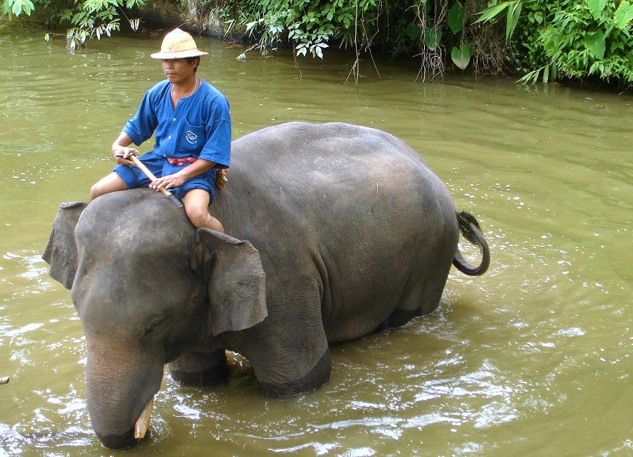 Thai Elephant Conservation Center