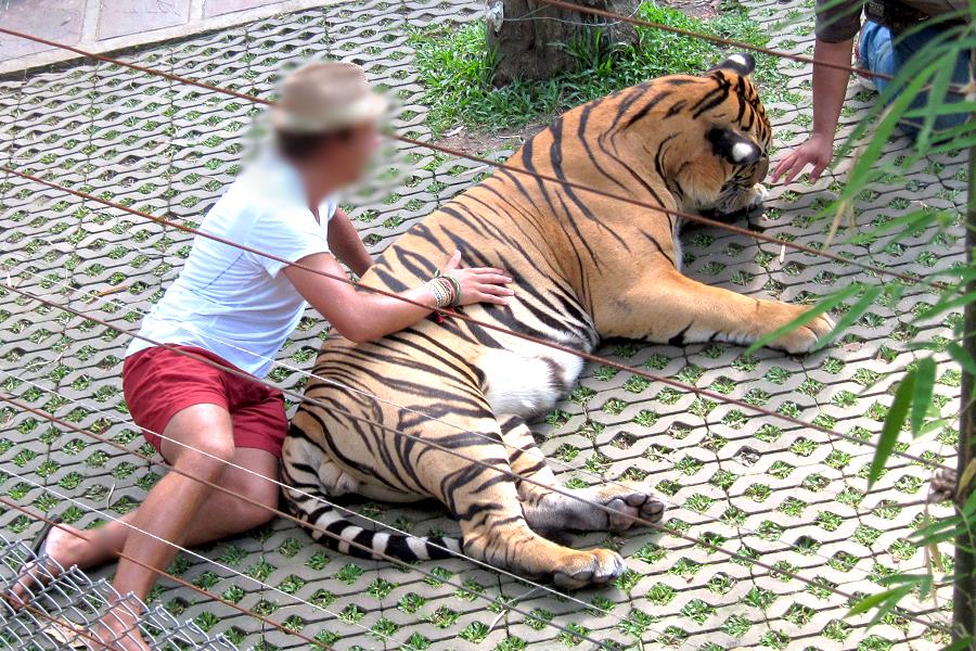 Tiger Kingdom Chiang Mai