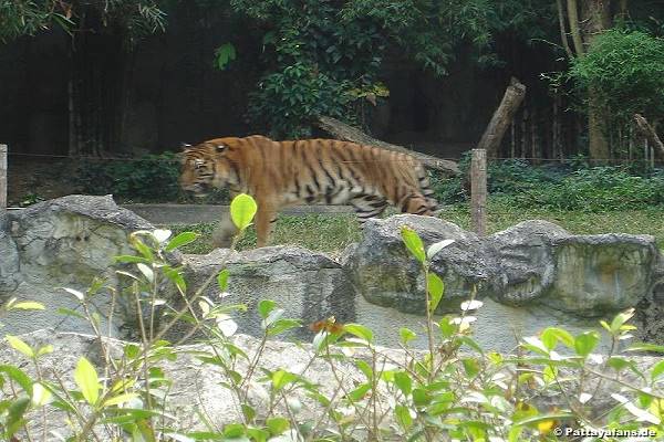 Tiger Zoo Chiang Mai