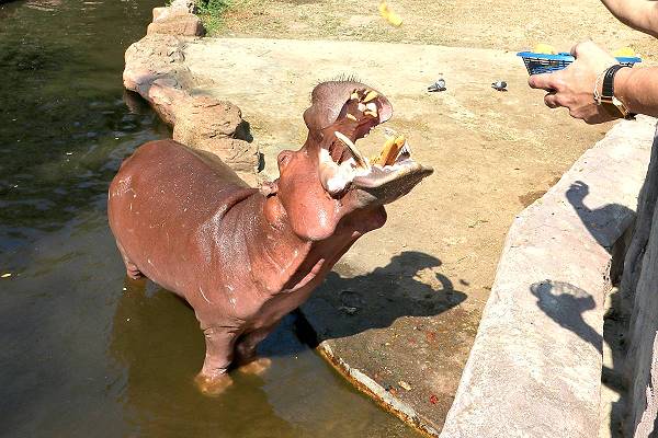 Flusspferd Zoo Chiang Mai