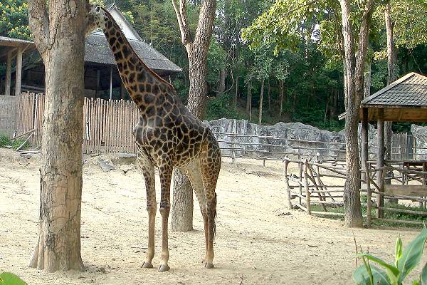 Giraffe Zoo Chiang Mai