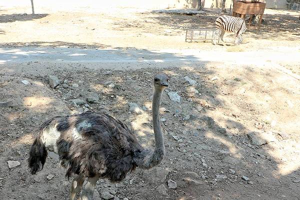 Strauß Zoo Chiang Mai