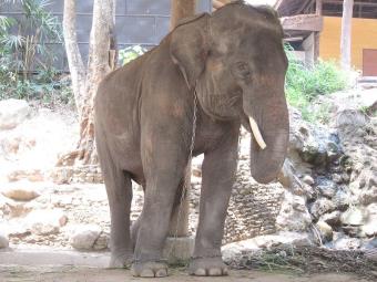 Maesa Elephant