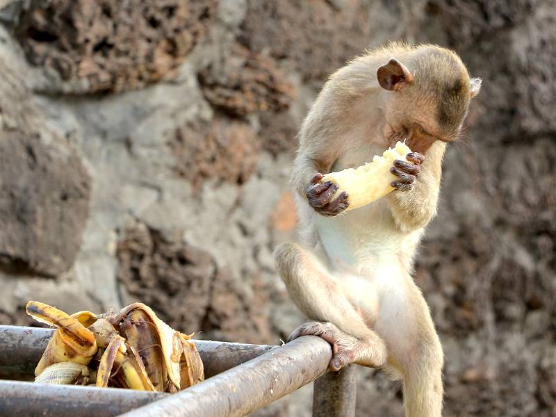 Makake frisst Banane am Prang Sam Yot Tempel in Lopburi Thailand