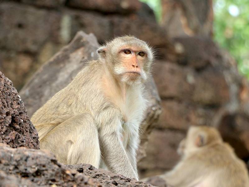 Lopburi Sehenswürdigkeiten – Affentempel Prang Sam Yot und Altstadt