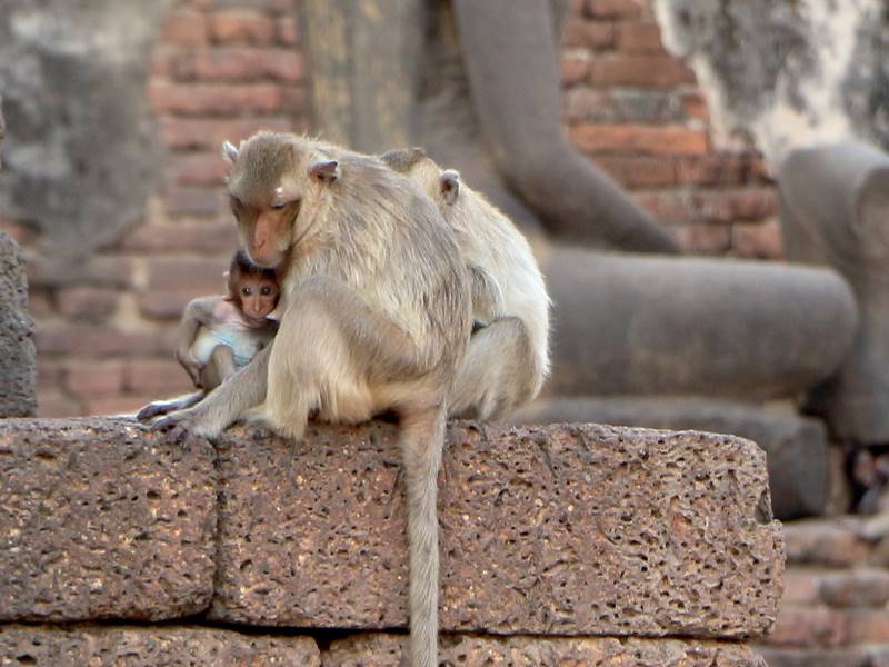 Makake mit Jungtier in Lopburi Thailand