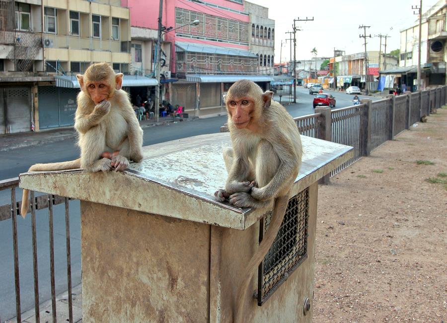 Makaken beobachten Besucher in der Affenstadt Lopburi Thailand