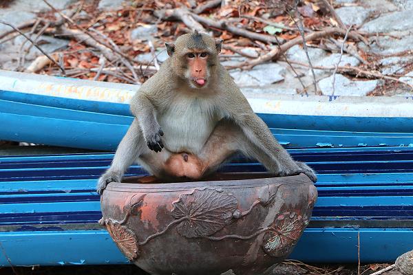 Bang Saen Khao Sam Muk