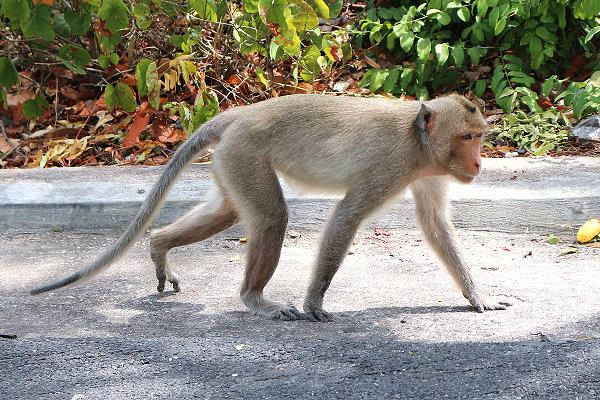 Bang Saen Khao Sam Muk