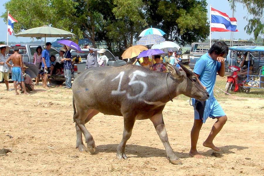 Büffelrennen Pattaya