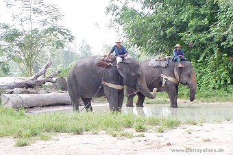 Elephant Village Pattaya