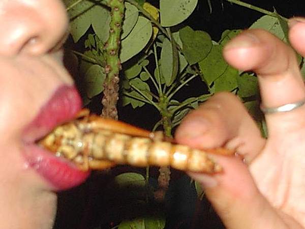 Thailand insekten essen