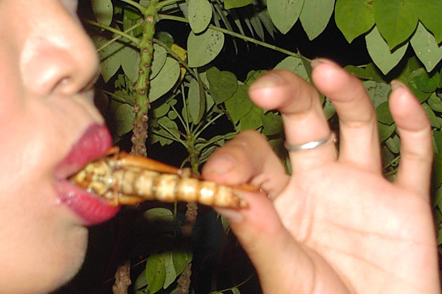 Frittierte Insekten essen Thailand
