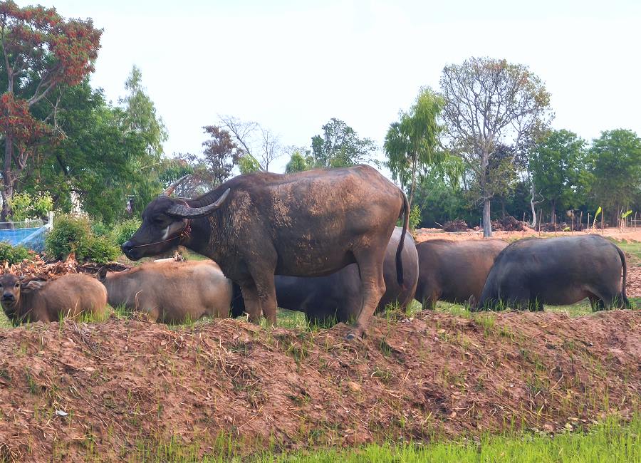 Wasserbüffel im Isaan Thailand auf einem Reisfeld