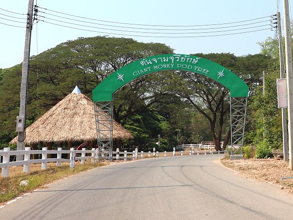 Giant Tree Kanchanaburi