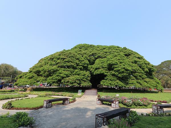 Giant Tree Kanchanaburi