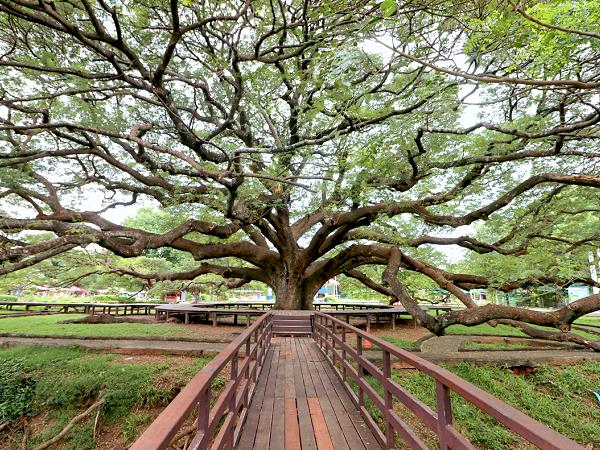 Giant Tree Kanchanaburi