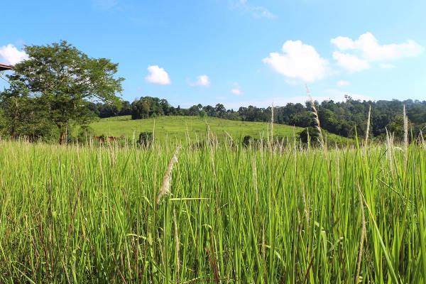 Khao Yai Nationalpark