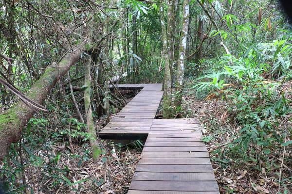 Pha Diao Dai Nature Trail