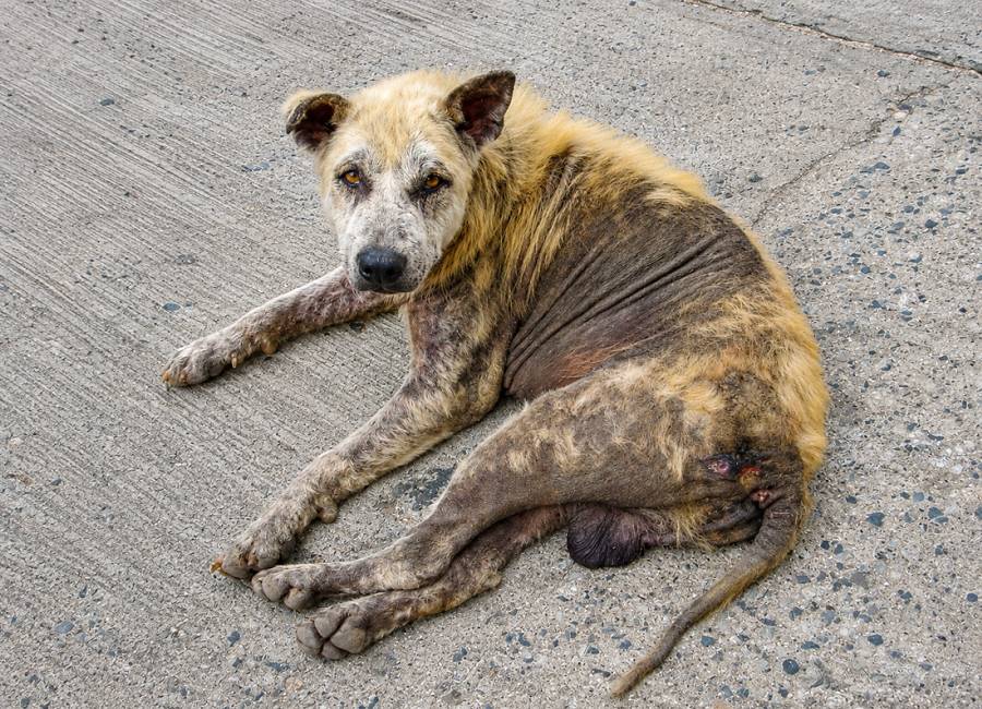 Kranker Straßenhund in Thailand