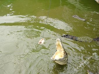 Krokodilfarm Pattaya