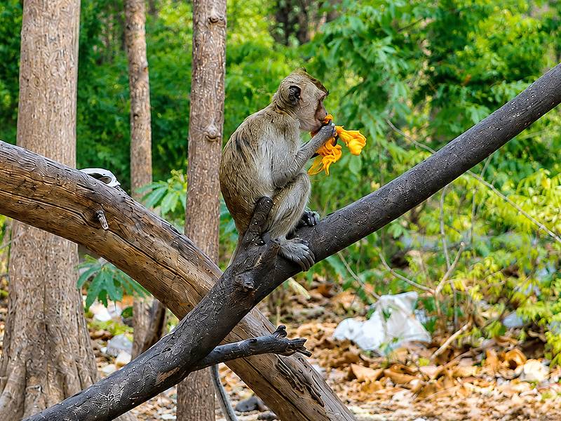 Affe im Wald außerhalb von Lopburi frisst Blüten