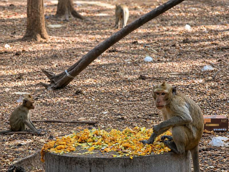 Affen an Futterstelle außerhalb von Lopburi in einem Waldgebiet