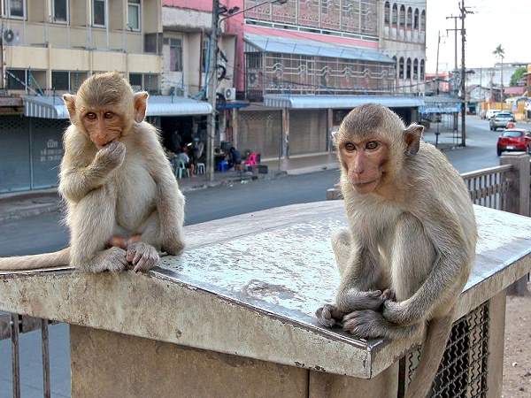 Lopburi Affenstadt Thailand