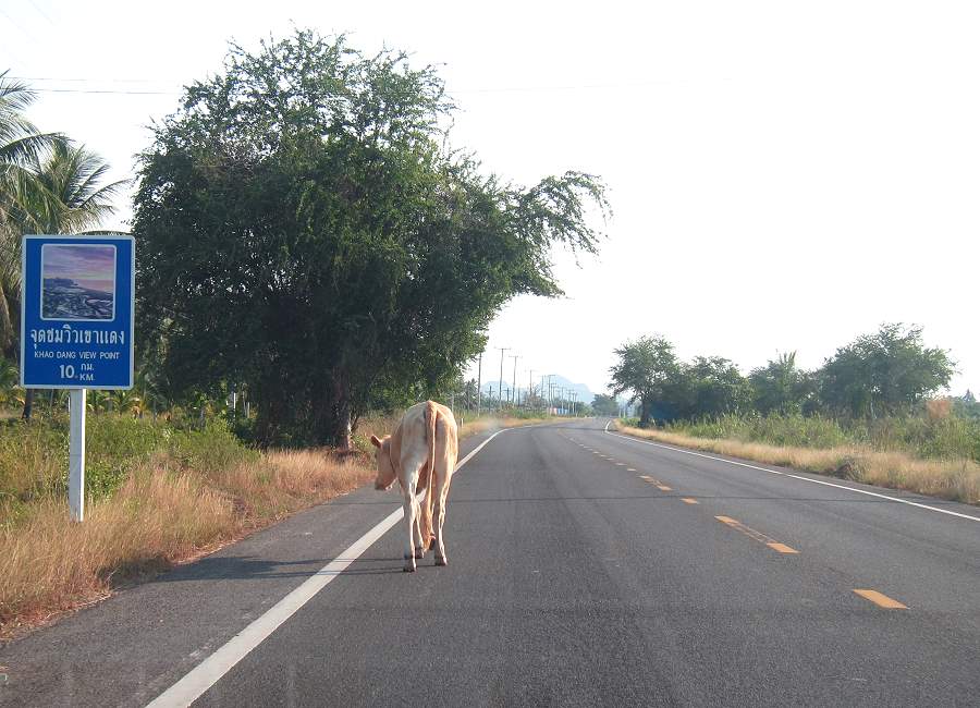 Kuh auf Nebenstraße in Thailand