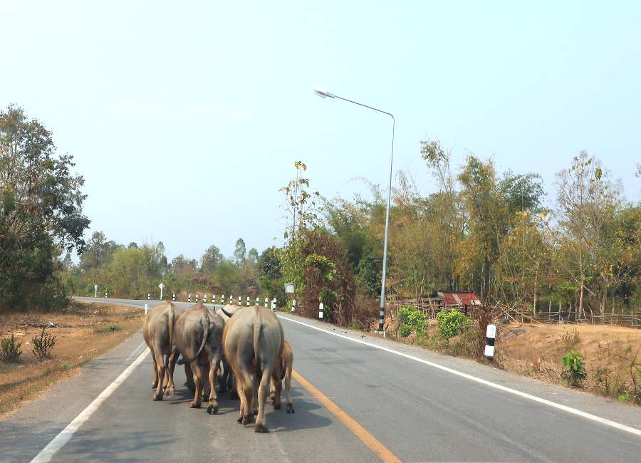 Wasserbüffel auf einerNebenstraße in Thailand