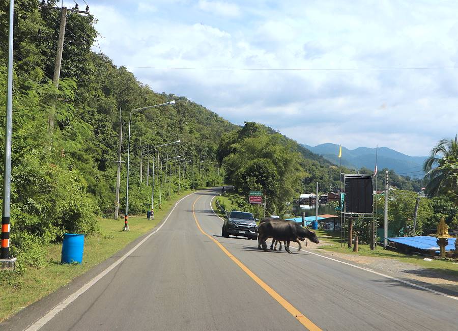 Wasserbüffel in Thailand