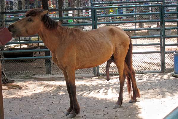 Nong Nooch Tropical Garden