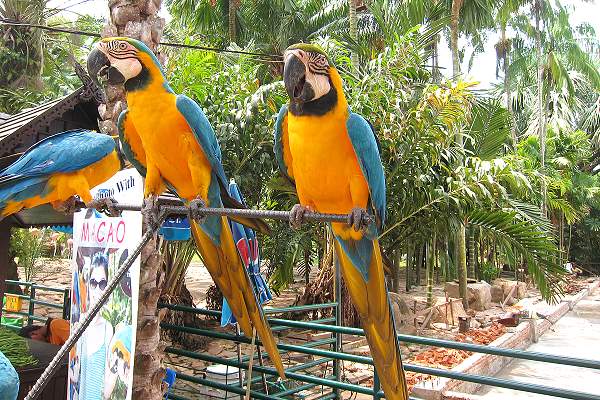 Nong Nooch Tropical Garden