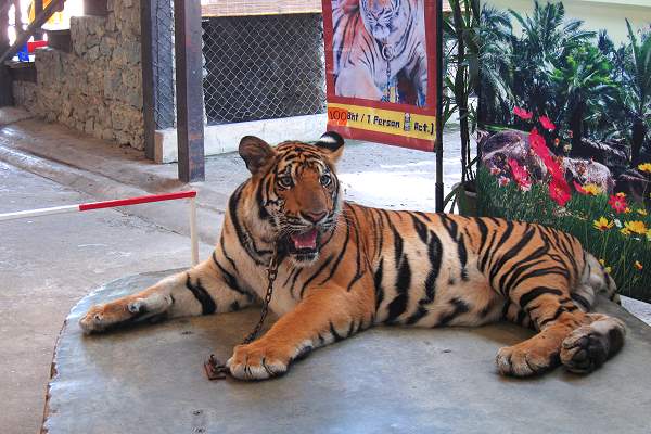 Nong Nooch Tropical Garden