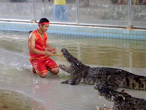 Krokodil Farm Pattaya