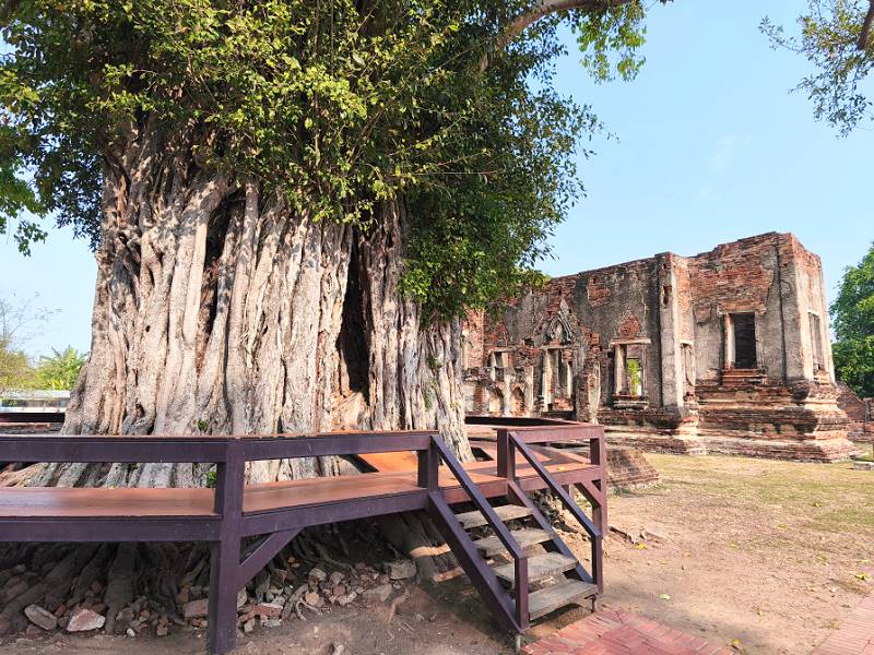 Großer Baum am Phra Thinang Yen in Lopburi Thailand