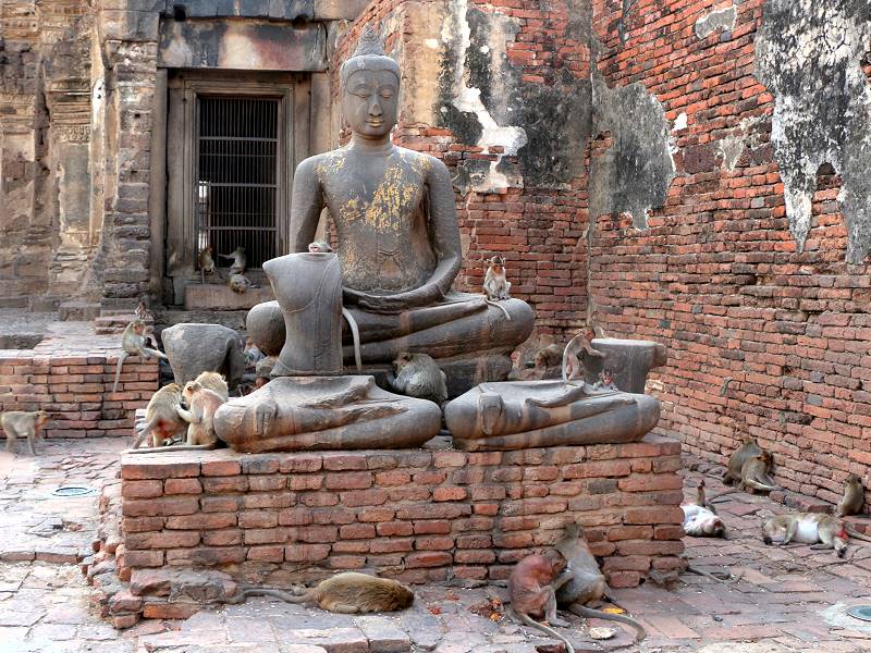 Affen im Inneren des Prang Sam Yot Tempels in Lopburi