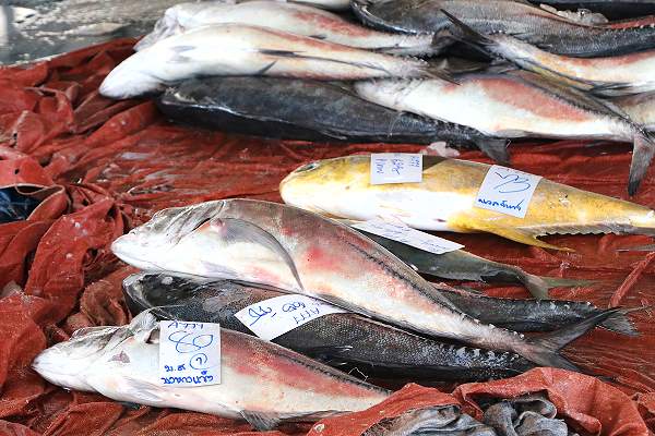 Fangfrischer  fisch Fischmarkt Ranong