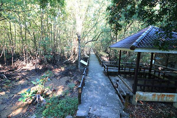 Naturlehrpfad Ngao Mangrove Forest Research Centre Ranong